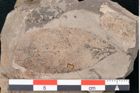 Foto (Detailansicht) von Ilex parschlugiana Unger (NHMW-GEO-2024-0188-8027)